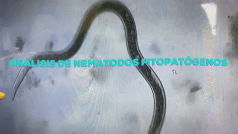 FerlabsLaboratorio giphygifmaker nematodos nematodossuelo ferlabslaboratorio GIF
