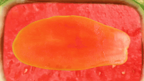 Stop Motion Fun GIF by Phyllis Ma