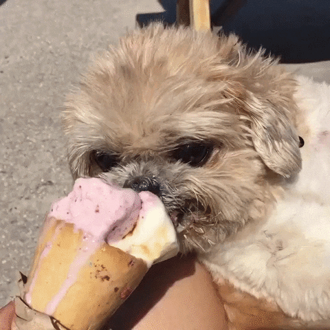 day ice GIF