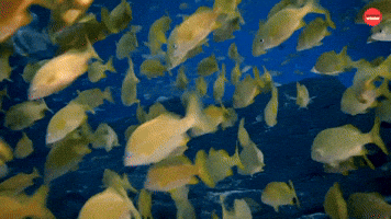 More Fish