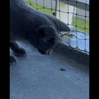 ekekeklunagarcia cats funnycat hiss angrycat GIF