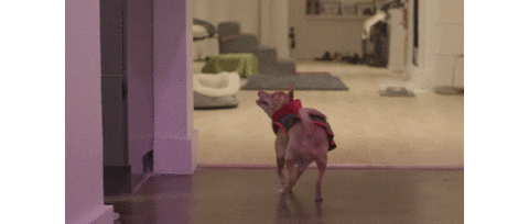 Jumping Vampire Dog Sticker by Launch Over Films LLC