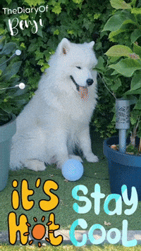 Summer Hittegolf GIF