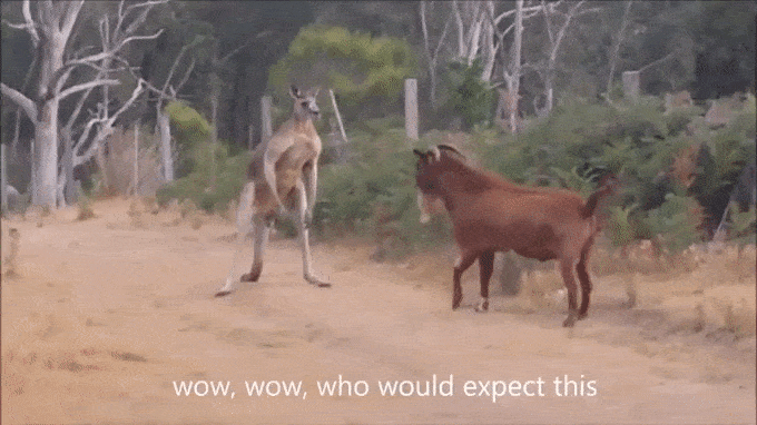 goat animal fight GIF