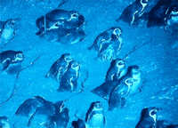 poop animals being dicks GIF