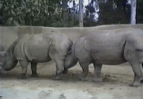rhinos GIF by America's Funniest Home Videos