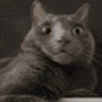 thegooseisloos6 giphyupload GIF