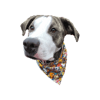Dog Eyes Pit Mix Sticker by Geekster Pets