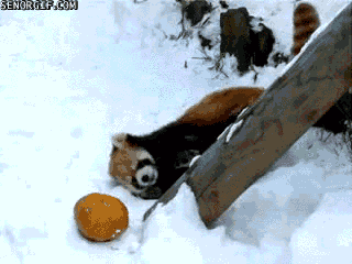 red panda fun GIF by Cheezburger