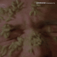 Lucio Fulci Horror GIF by Arrow Video