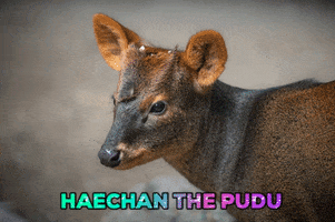 Pudu Haechanthepudu Kpop Nct127 Haechan GIF by Los Angeles Zoo and Botanical Gardens