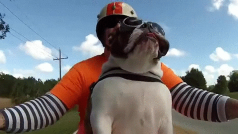 motorcycle bulldog GIF
