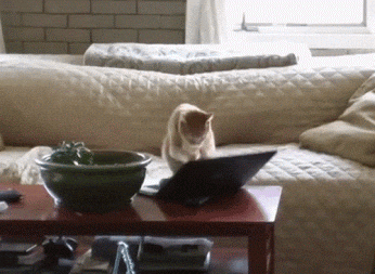 Gif de um gato digitando em um notebook