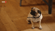 dog cutie GIF by WDR