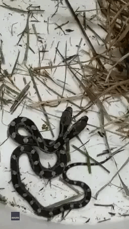 North Carolina Woman Traps Two-Headed Snake in Her Sunroom and Finds It a Forever Home