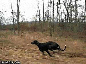 great dane dogs GIF by Cheezburger