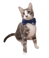 Cute Cat Sticker