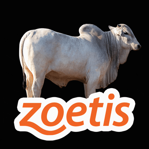 Zoetis giphyupload pets zoetis simparic GIF