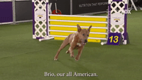 Brio, Our All American