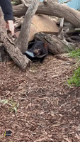Cheeky Tasmanian Devil Refuses to Let Go of Phone That Fell Into Enclosure