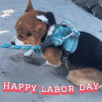 Happy Dogs GIF