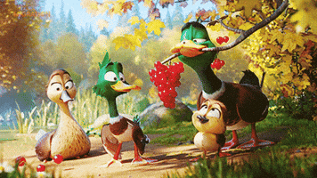 MigrationMovie duck marriage launch proposal GIF