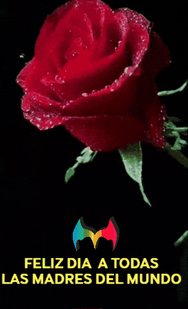 Del Mundo Fiesta GIF by Murcianys LLC