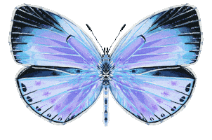 Illustration Butterfly Sticker
