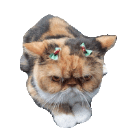 grumpy STICKER by imoji