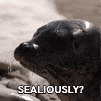 Harbour Seal Seriously GIF by Valley Zoo Development Society