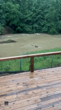 'Uh-oh': Herd of Deer Swept Away by Flash Flooding in Central Alabama