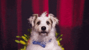 Ards GIF by Hallmark Channel