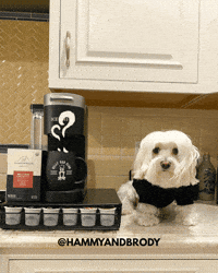 Good Morning Dog GIF by HammyandBrody