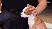 Dogs Shaking GIF by BuzzFeed