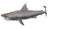 Shake It Shark Sticker by Zacxophone