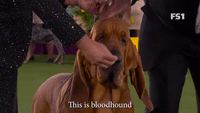 Bloodhound Number Seven