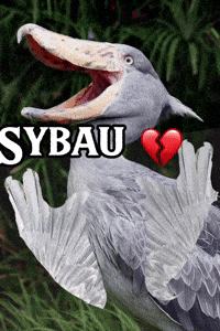 Sybau GIF