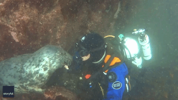 'Time Stops' - Diver Shares Gentle Interaction With Seal