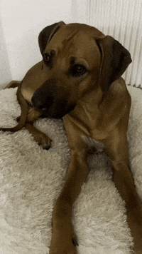 Whats Happening Dog GIF by #nikaachris