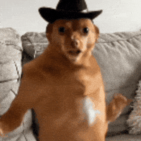Ai Cat Dance GIF