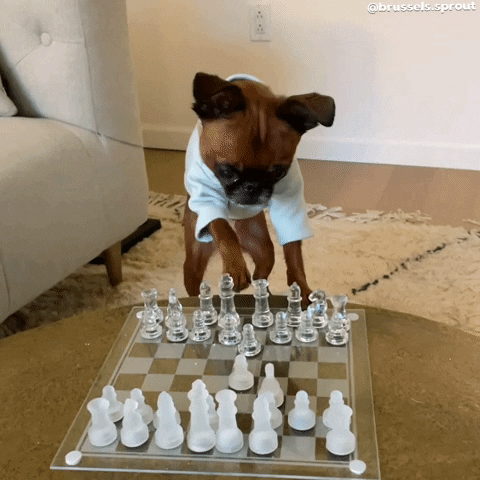 Fun Dog GIF by Brussels.Sprout