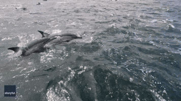 Dolphins 'in Their Thousands' Greet Tourists Off Eastern Cape