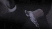 Drag Queen GIF by BouletBrothersDragula