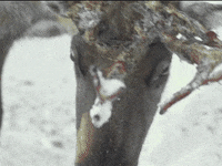 everwhatproductions finland reindeer lapland santa claus office GIF