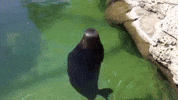 sea no GIF