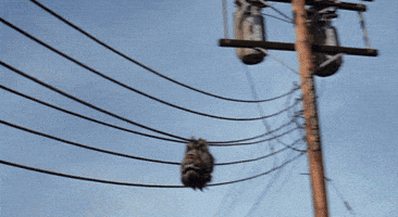 critters GIF by hero0fwar