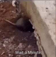 Wait There One Minute GIF