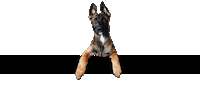 Local News Dog Sticker by diepflegeimruhrgebiet