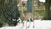Snow Winter GIF by Lehigh University