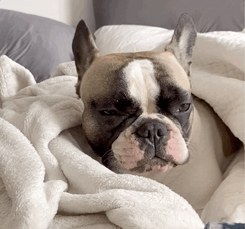 Tired Dog GIF by Julia Jennings